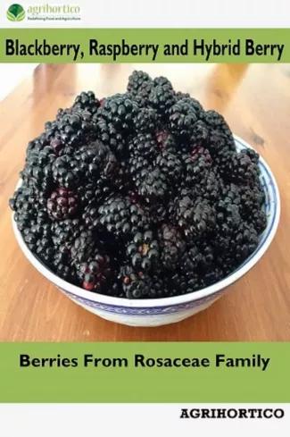 Blackberry, Raspberry and Hybrid Berry (e-könyv)