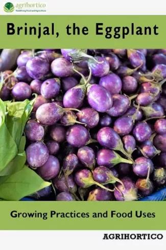 Brinjals, the Eggplant (e-könyv)