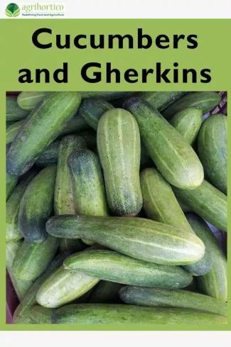 Cucumbers and Gherkins (e-könyv)
