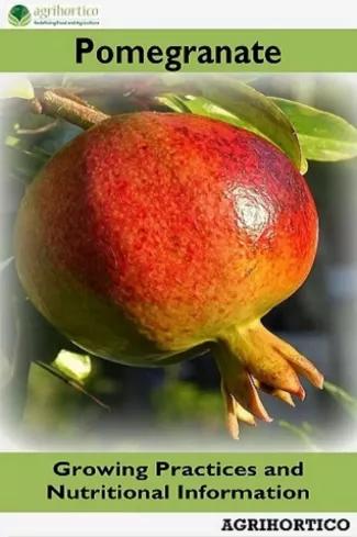 Pomegranate (e-könyv)