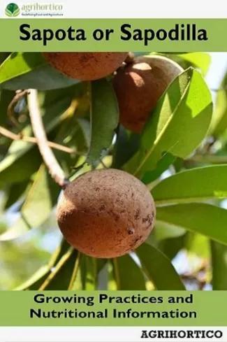 Sapota or Sapodilla (e-könyv)