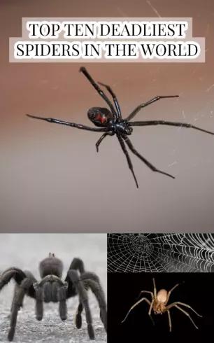 Top Ten Deadliest Spiders in the World (e-könyv)